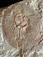 Cyclobatis - poisson du Liban 34