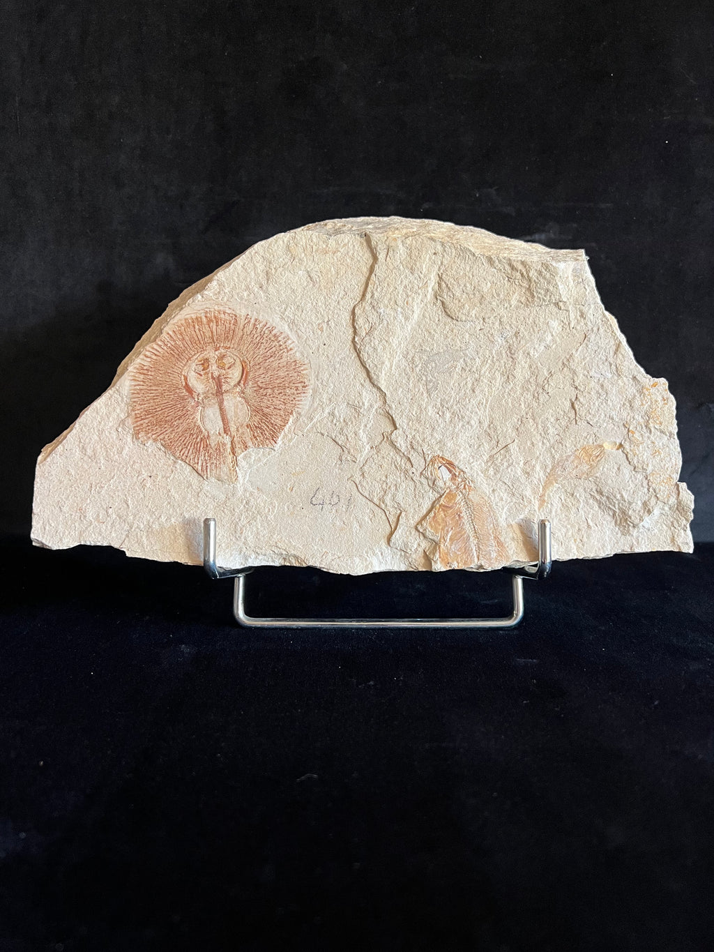 Cyclobatis - poisson du Liban 35