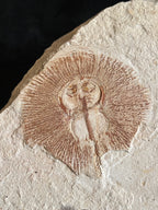 Cyclobatis - poisson du Liban 35