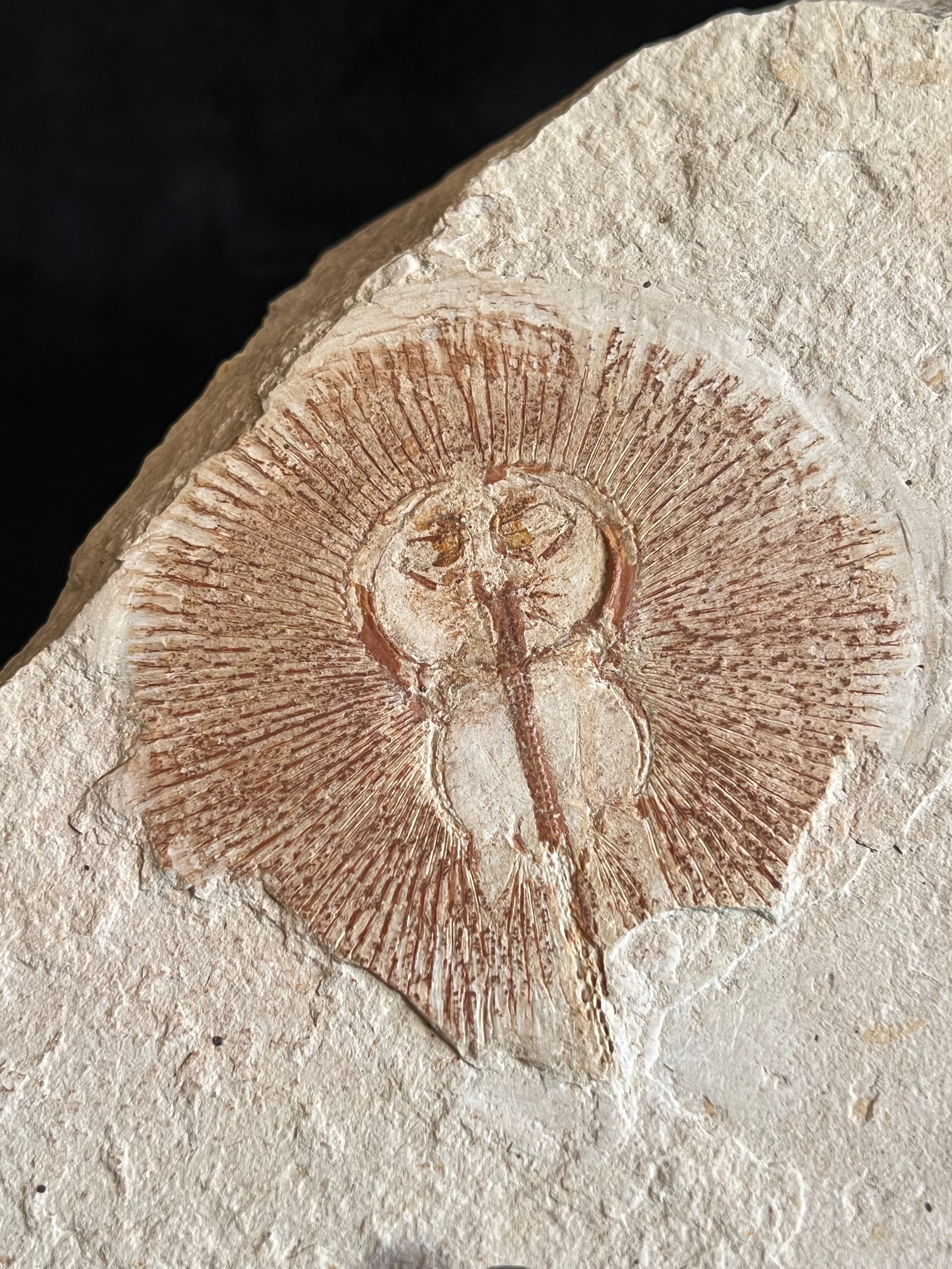 Cyclobatis - poisson du Liban 35