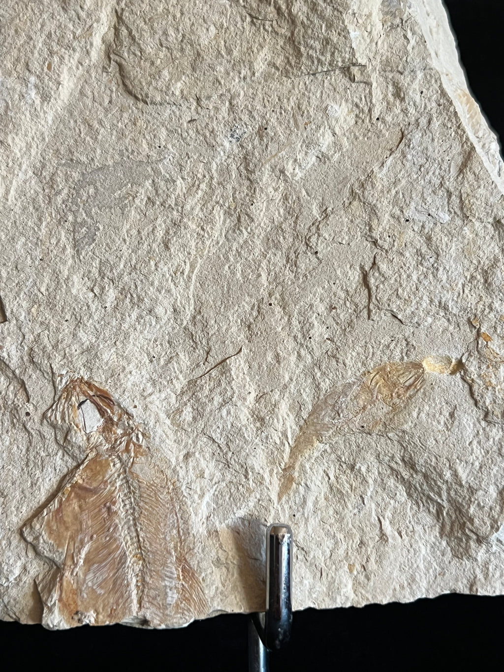 Cyclobatis - poisson du Liban 35