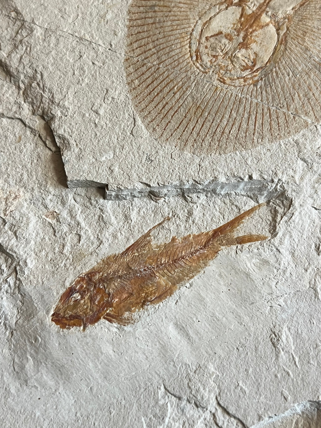 Clyclobatis - poisson du Liban 36
