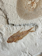 Clyclobatis - poisson du Liban 36
