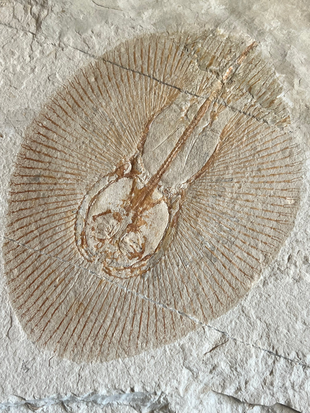 Clyclobatis - poisson du Liban 36