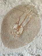 Clyclobatis - poisson du Liban 36