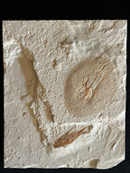 Clyclobatis - poisson du Liban 36