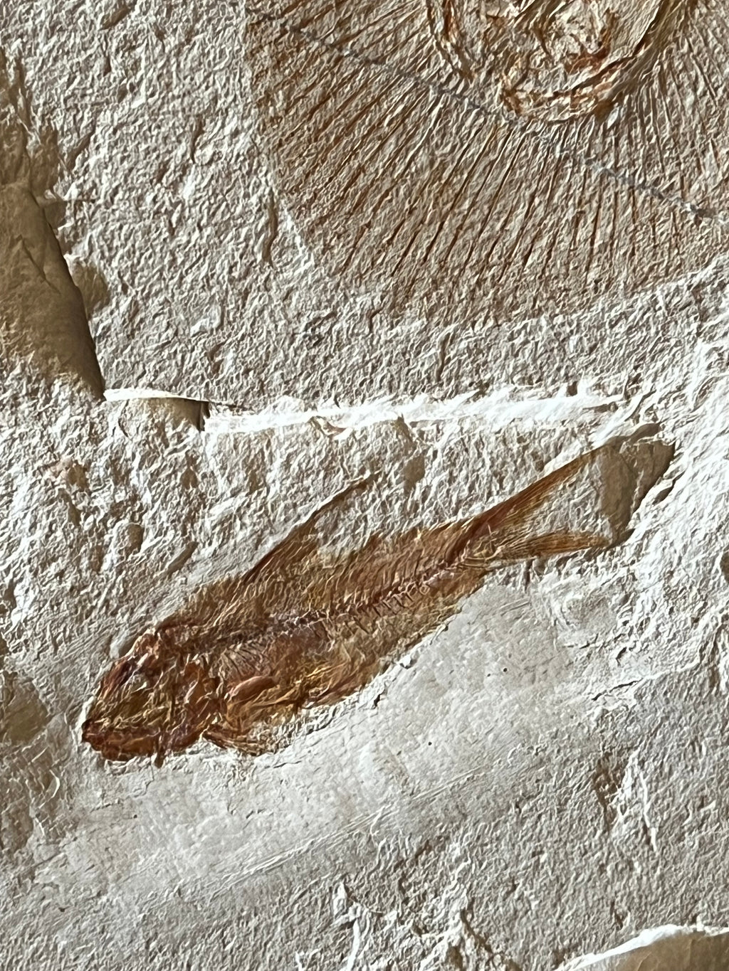 Clyclobatis - poisson du Liban 36