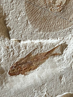 Clyclobatis - poisson du Liban 36