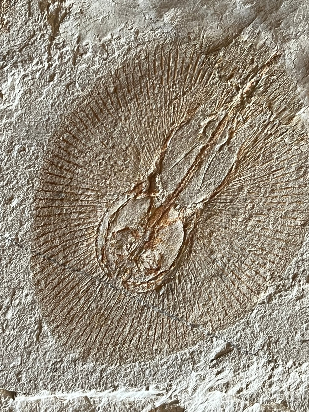 Clyclobatis - poisson du Liban 36