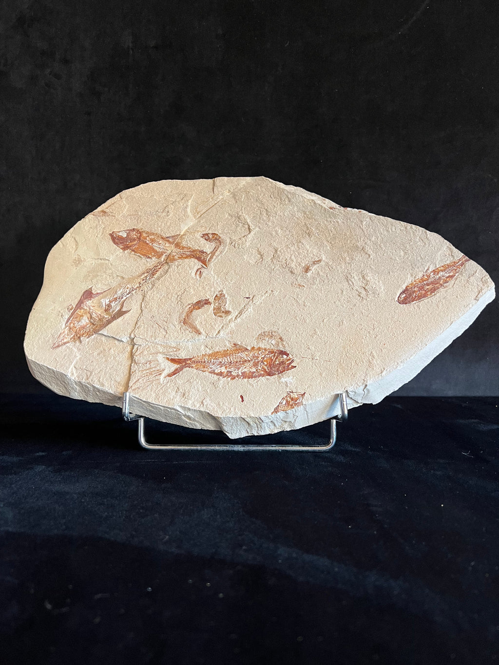 Multi Fish - poisson du Liban 37