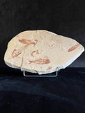 Multi Fish - poisson du Liban 37