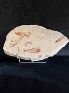 Multi Fish - poisson du Liban 37