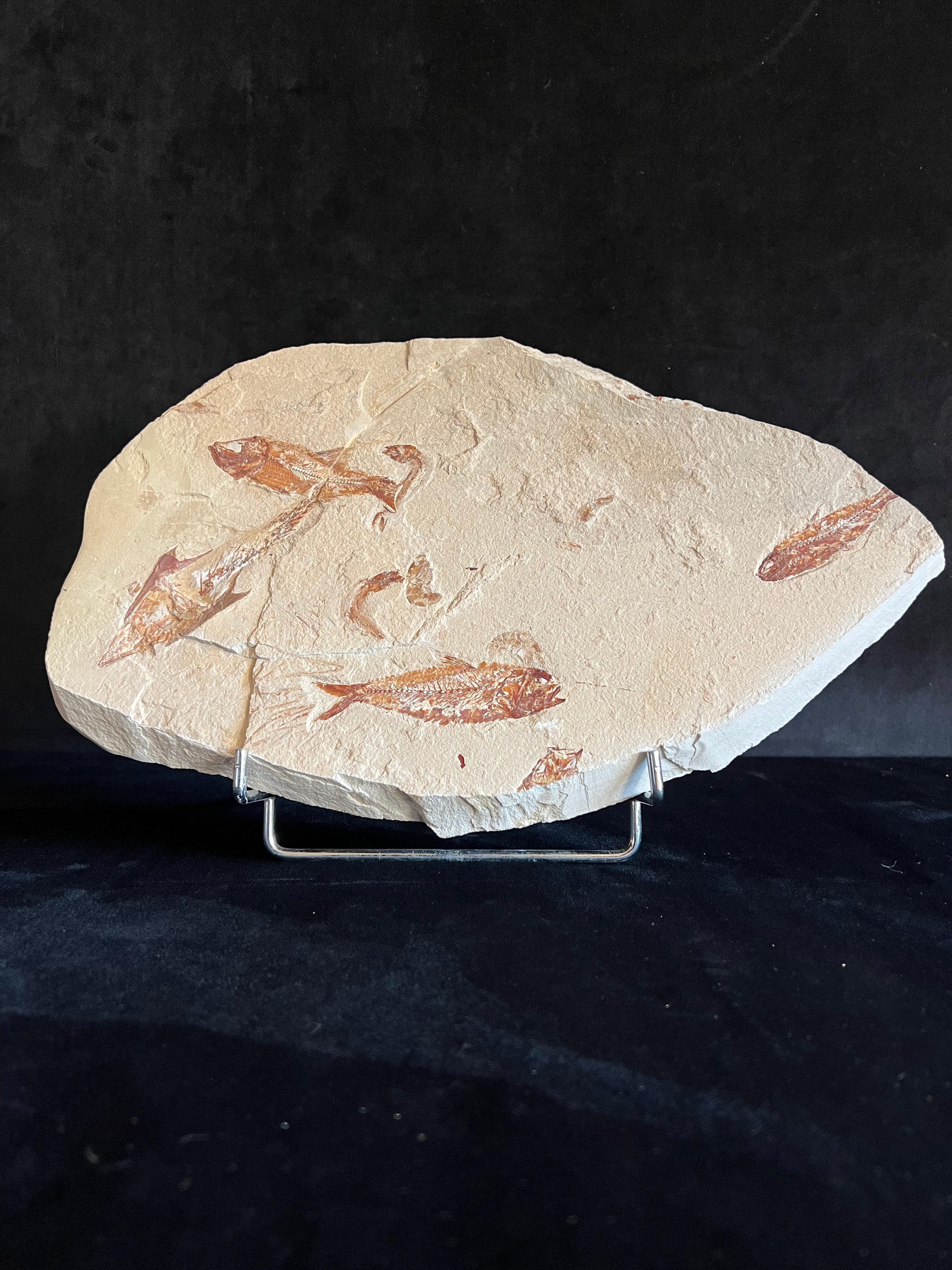 Multi Fish - poisson du Liban 37