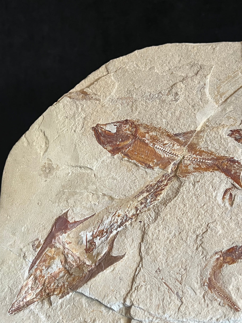 Multi Fish - poisson du Liban 37