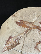 Multi Fish - poisson du Liban 37