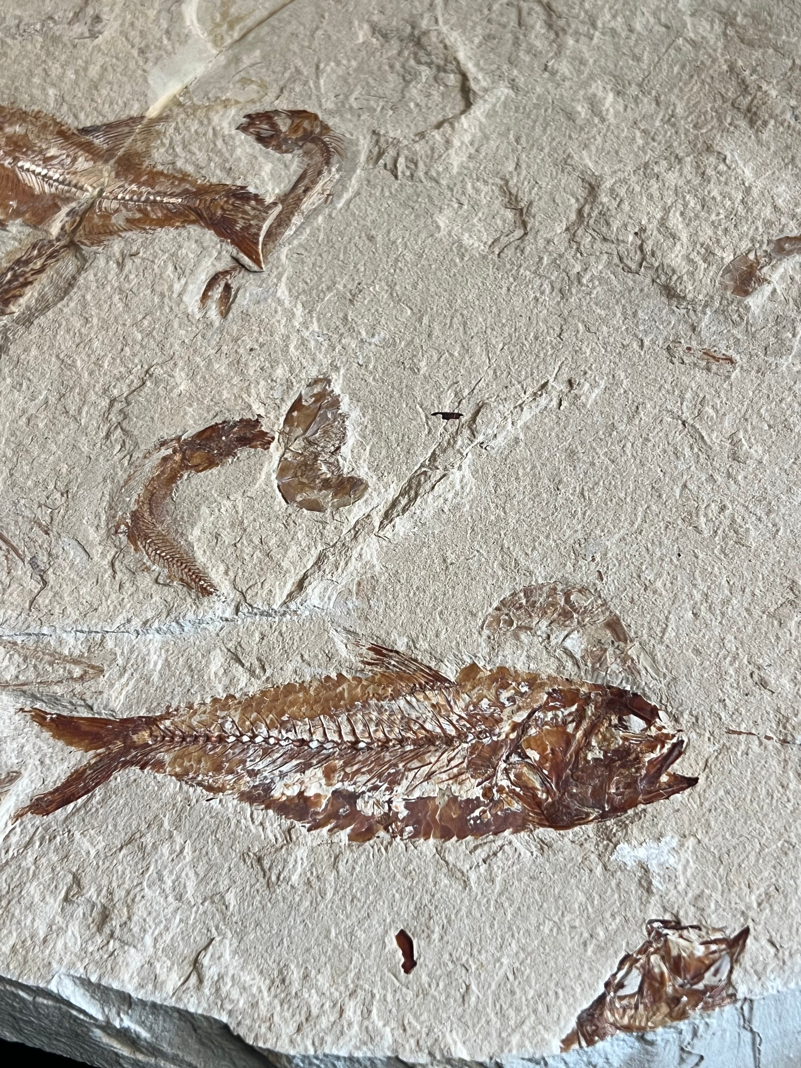 Multi Fish - poisson du Liban 37