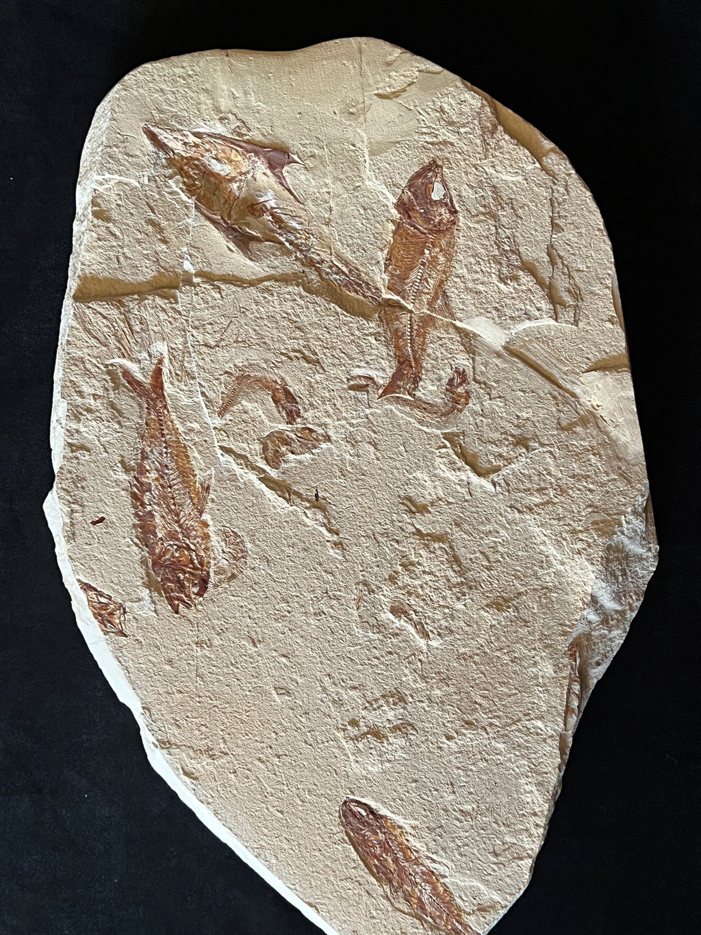 Multi Fish - poisson du Liban 37