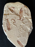 Multi Fish - poisson du Liban 37