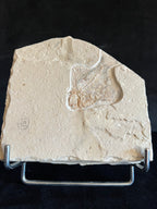 Ctenothrissa - poisson du Liban 38