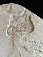 Ctenothrissa - poisson du Liban 38