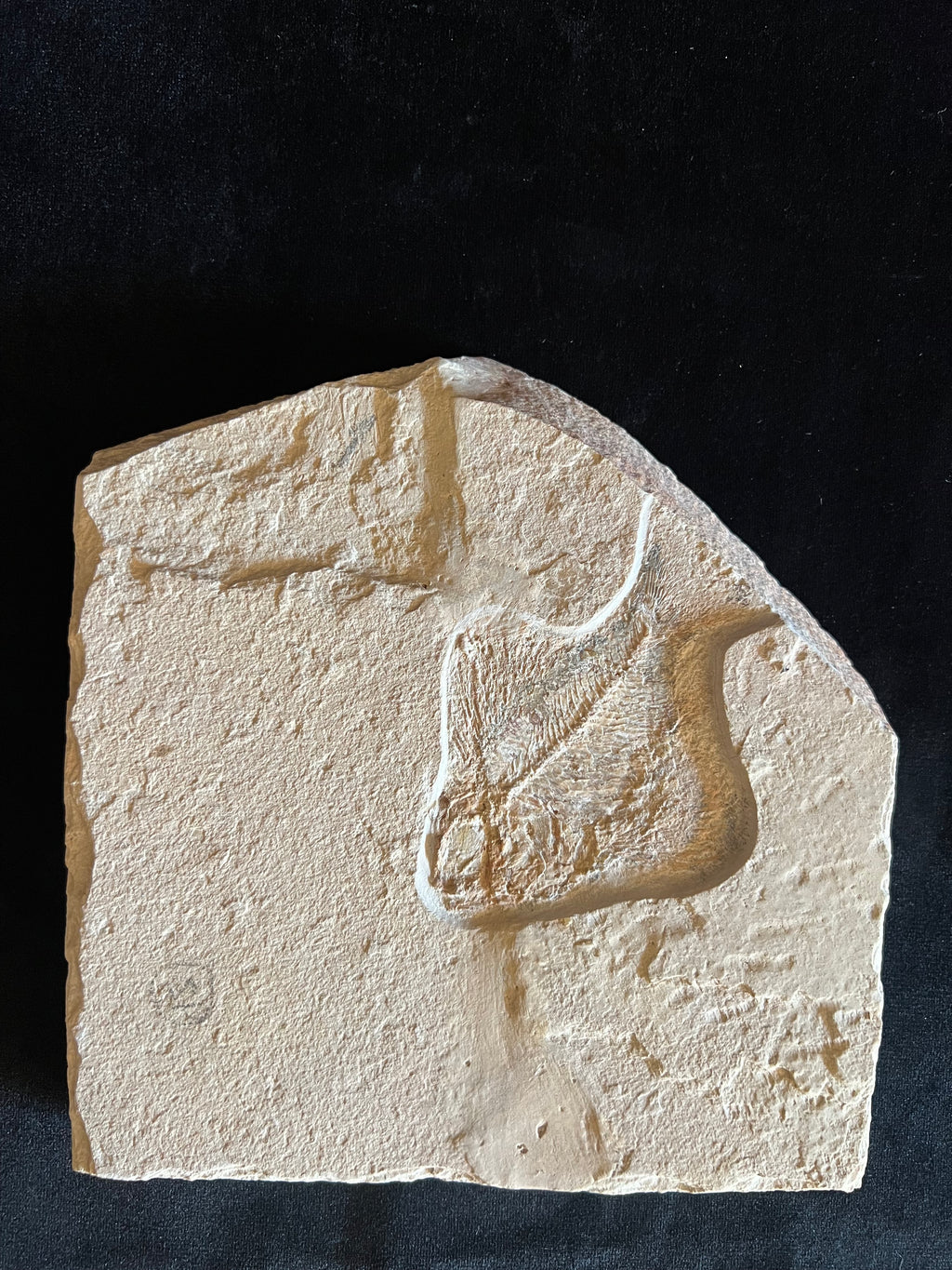 Ctenothrissa - poisson du Liban 38