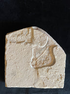 Ctenothrissa - poisson du Liban 38