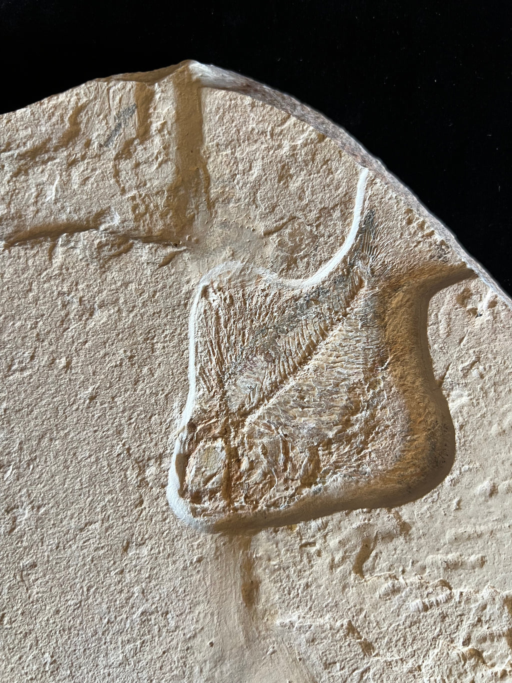 Ctenothrissa - poisson du Liban 38
