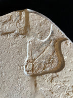 Ctenothrissa - poisson du Liban 38