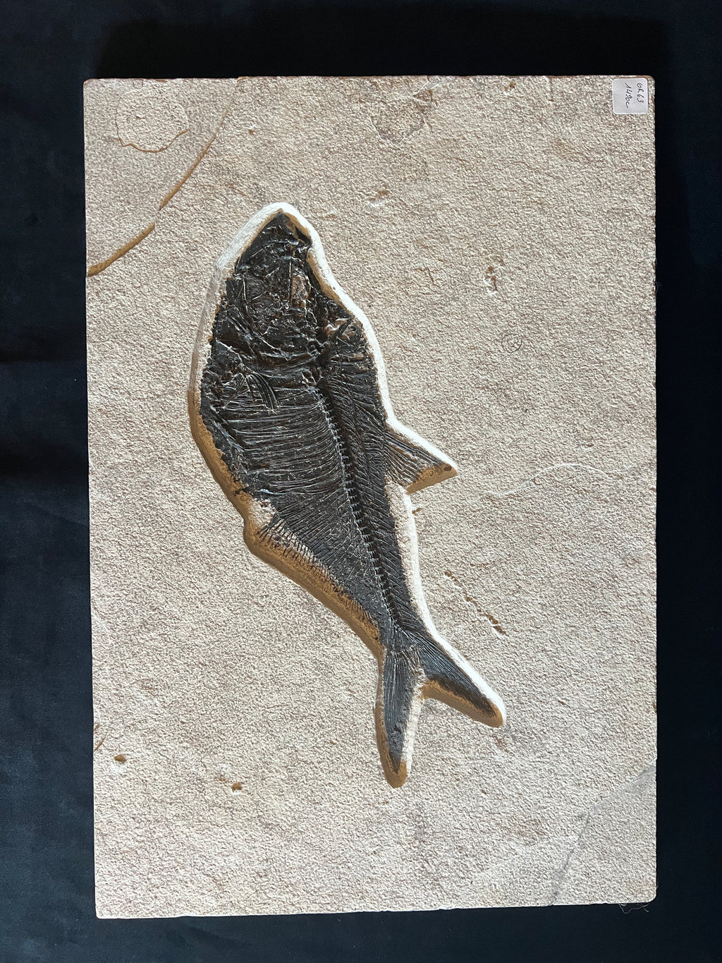 Large Diplomystus - Green River Fm. Wyoming