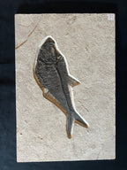 Large Diplomystus - Green River Fm. Wyoming