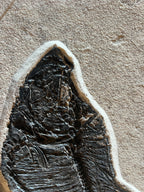 Large Diplomystus - Green River Fm. Wyoming