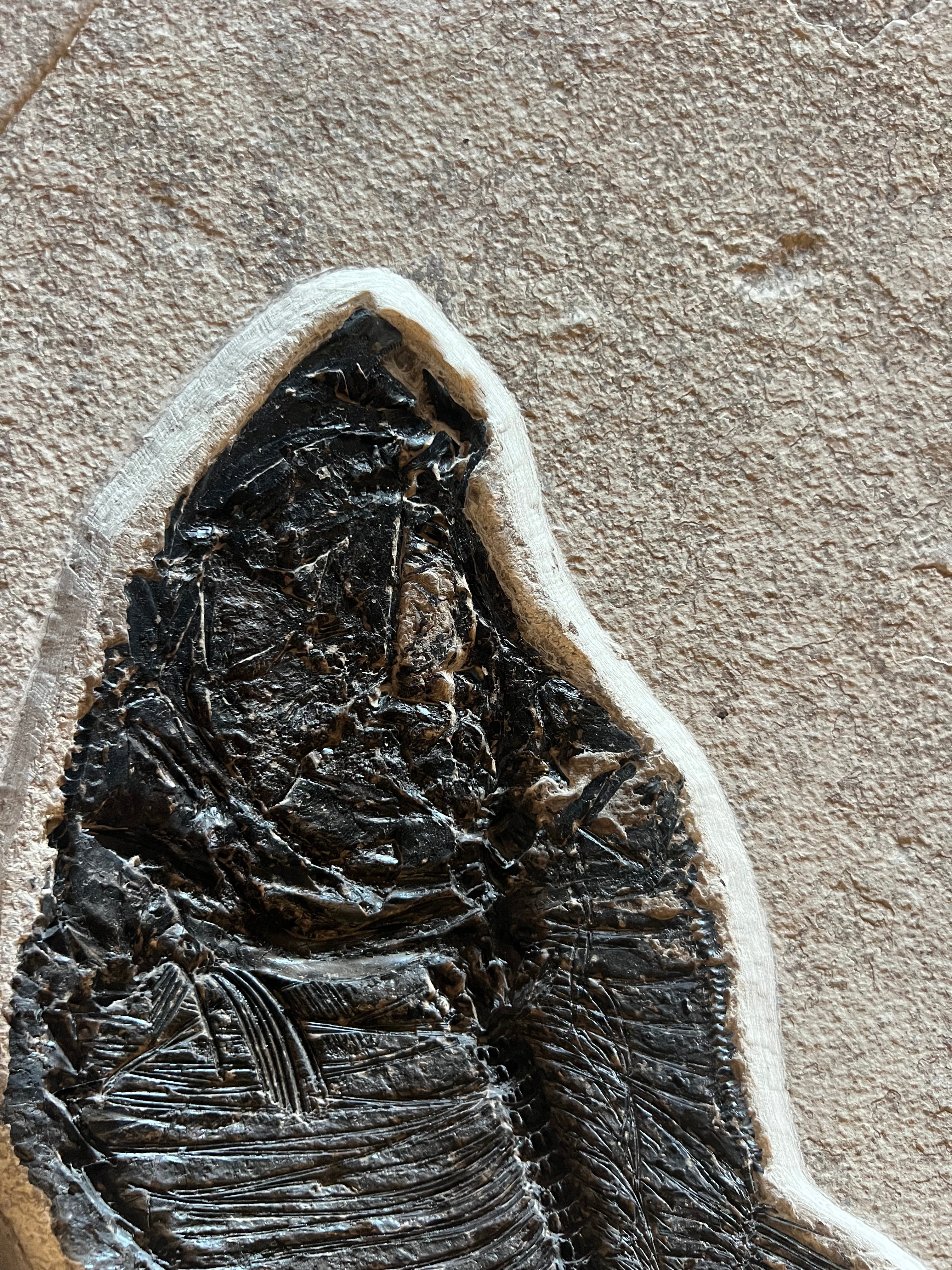 Large Diplomystus - Green River Fm. Wyoming