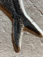 Large Diplomystus - Green River Fm. Wyoming