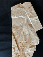 Libanopristice - poisson du Liban 40