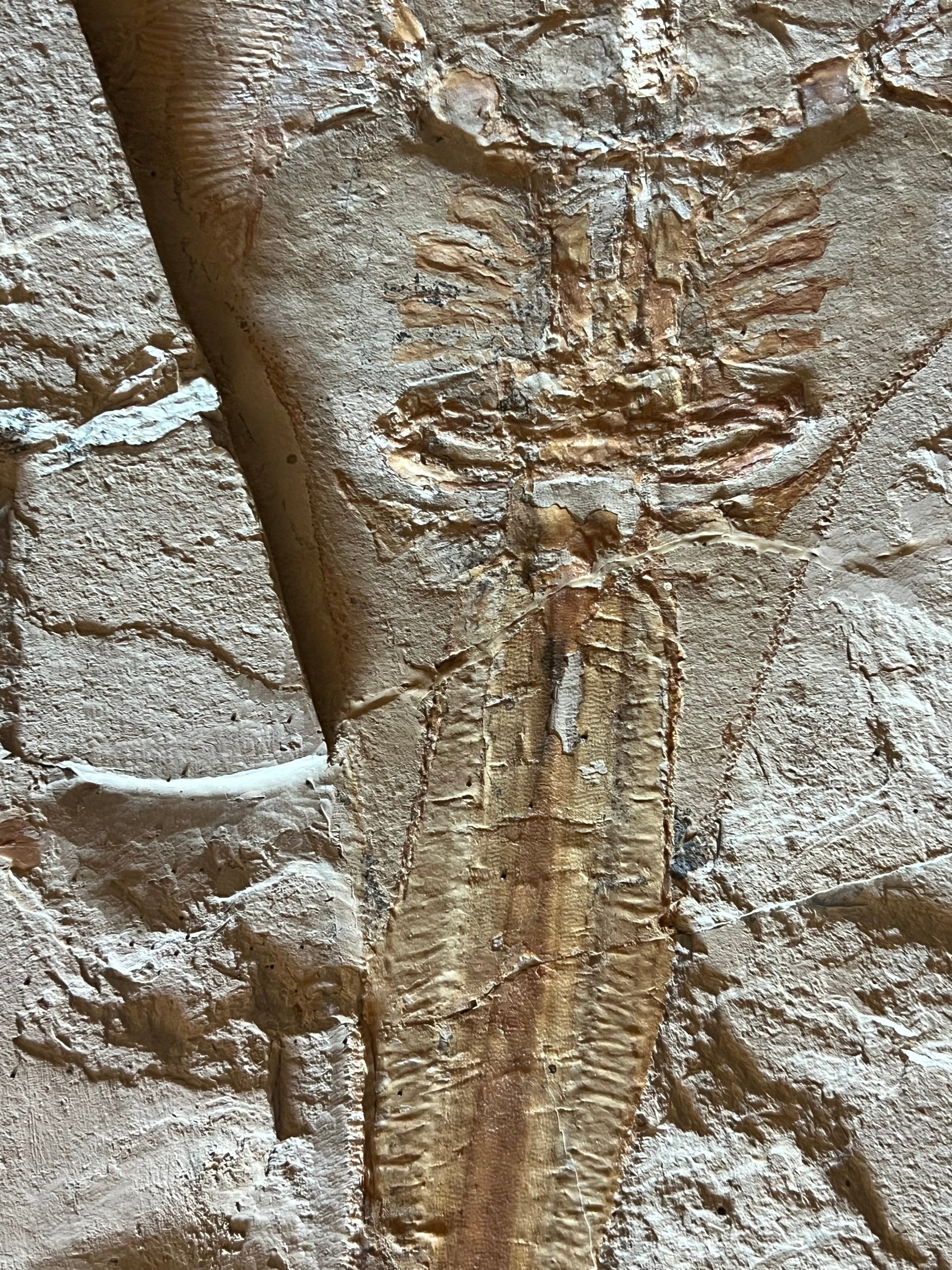 Libanopristice - poisson du Liban 40