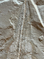 Libanopristice - poisson du Liban 40