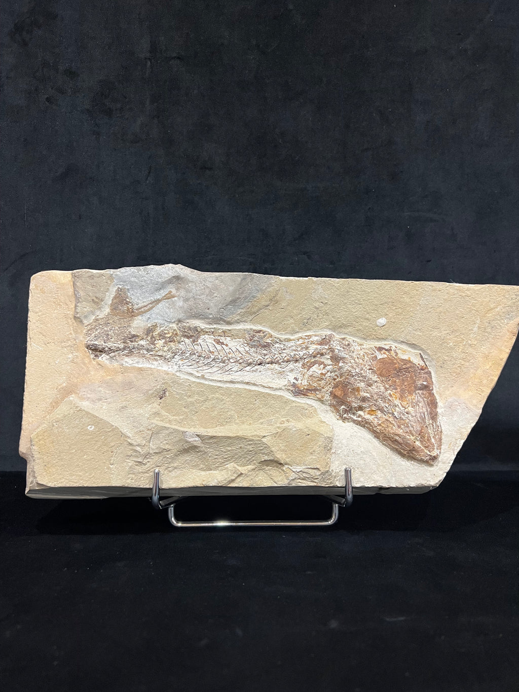 Eurypholis - poisson du Liban 43