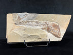 Eurypholis - poisson du Liban 43