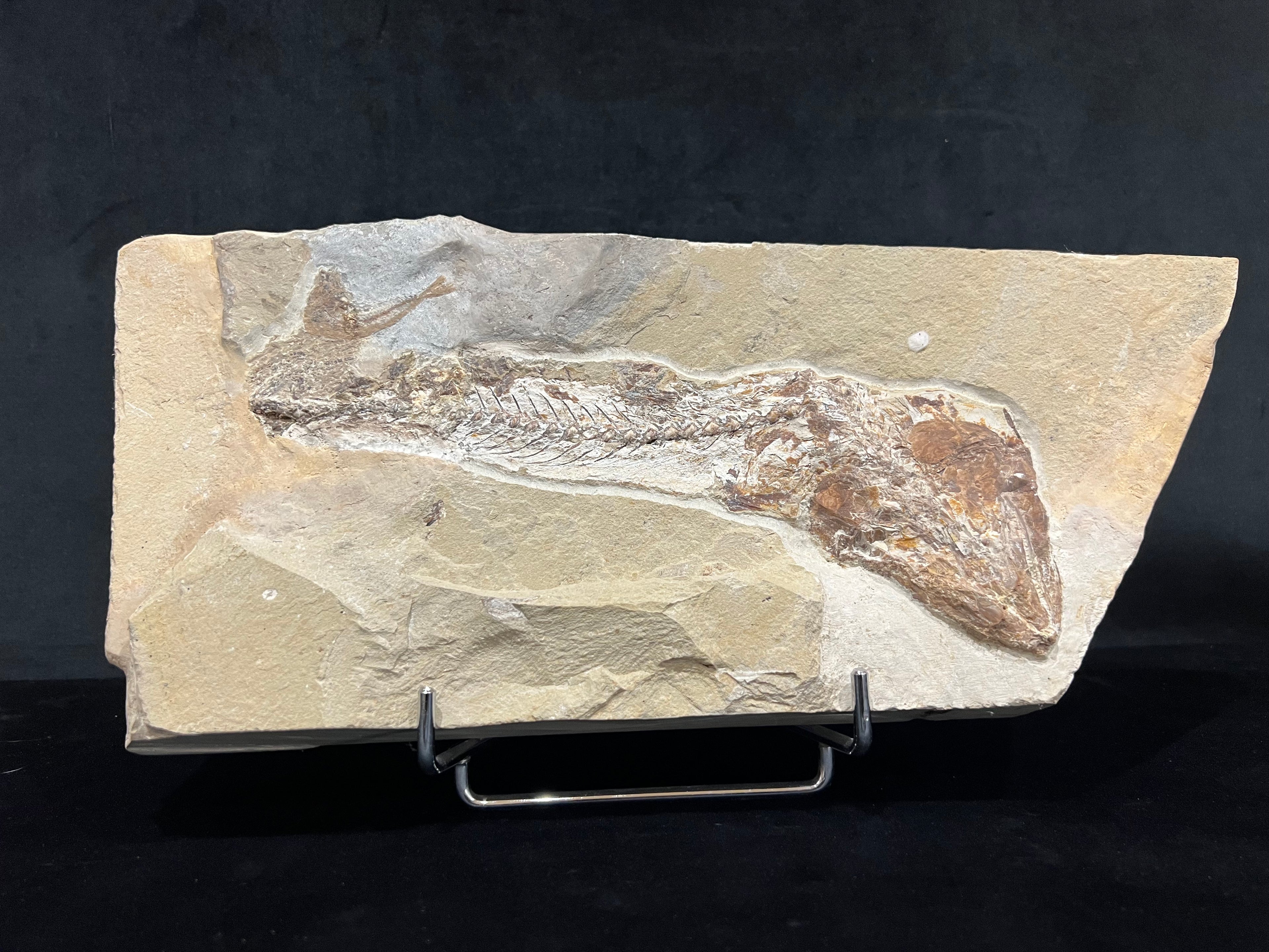 Eurypholis - poisson du Liban 43