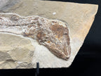 Eurypholis - poisson du Liban 43