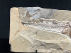 Eurypholis - poisson du Liban 43