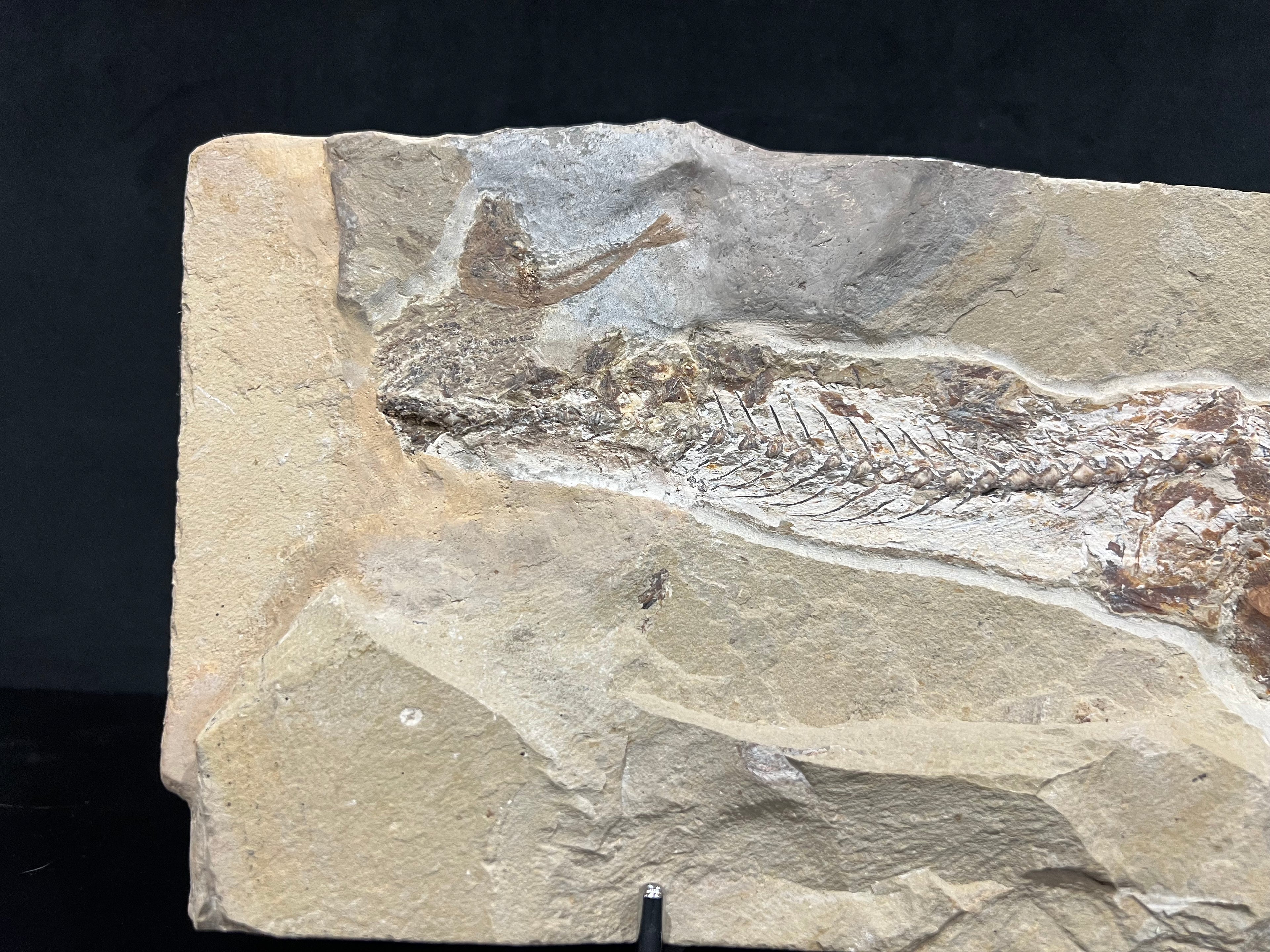 Eurypholis - poisson du Liban 43