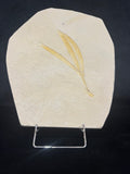 Sapindopsis