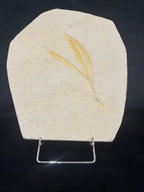 Sapindopsis
