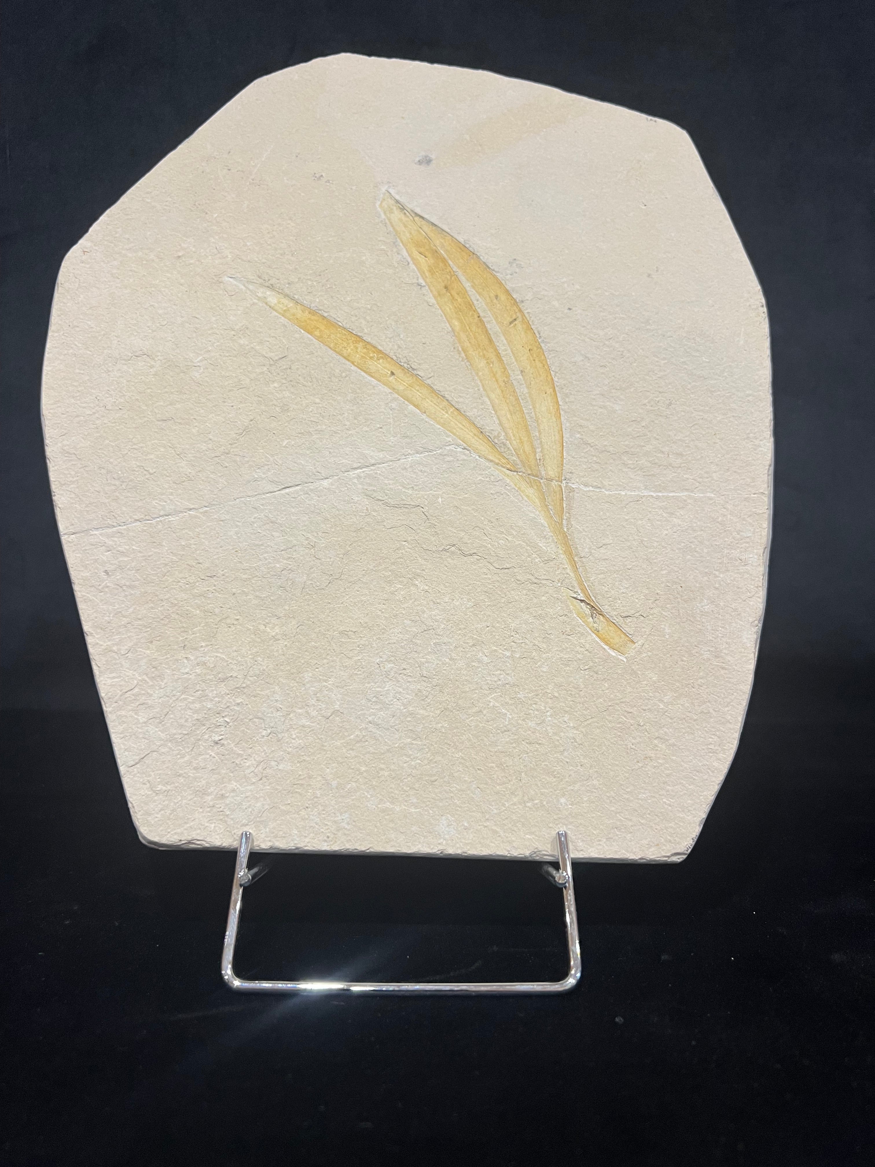 Sapindopsis