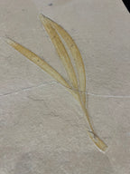 Sapindopsis