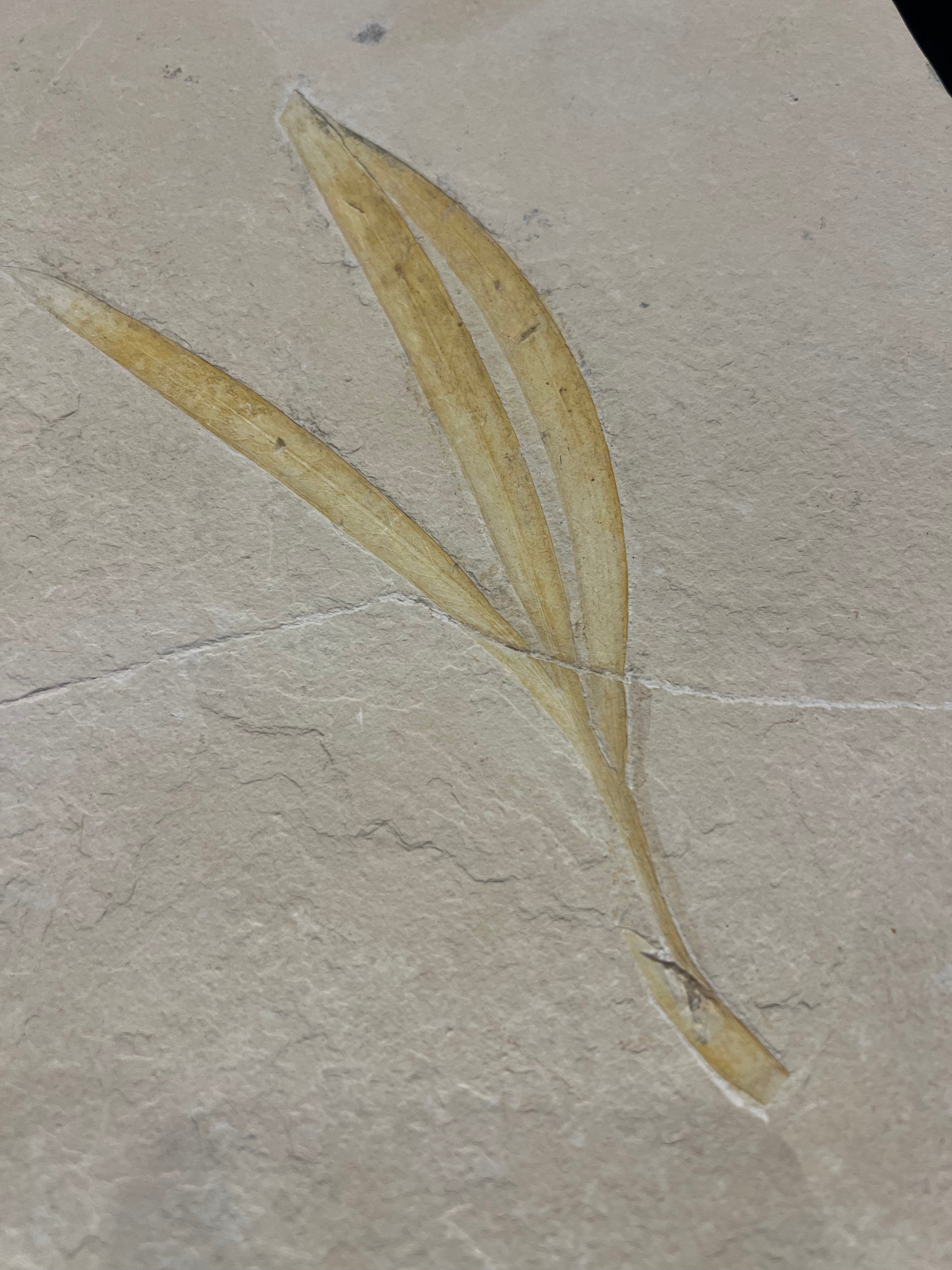 Sapindopsis