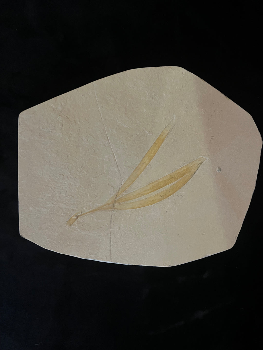 Sapindopsis