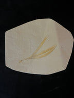 Sapindopsis